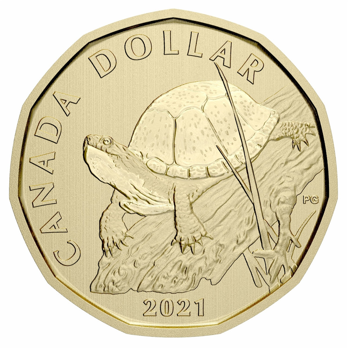 2021 Blanding Turtle Canada Loon Dollar Specimen
