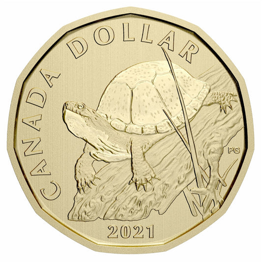 2021 Blanding Turtle Canada Loon Dollar Specimen