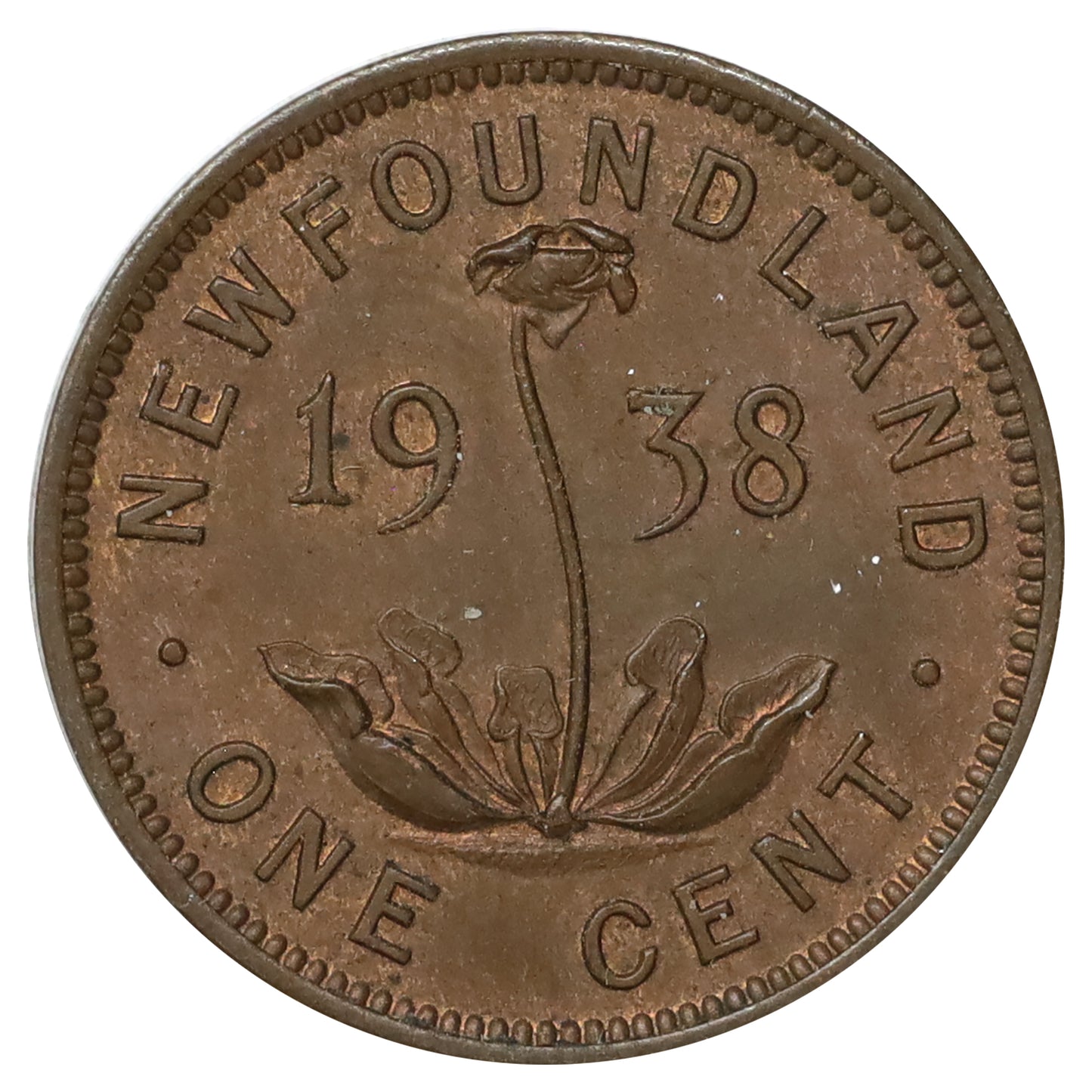 1938 Newfoundland 1-cent Almost Uncirculated (AU50)
