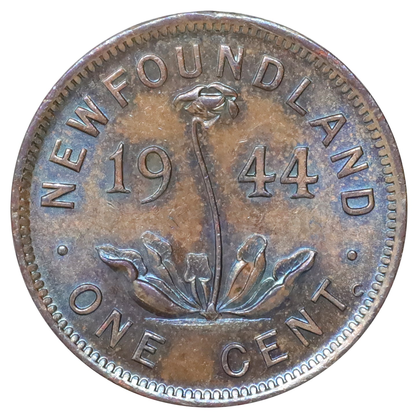 1944C Newfoundland 1-cent Uncirculated (MS60) Lustrous Brown