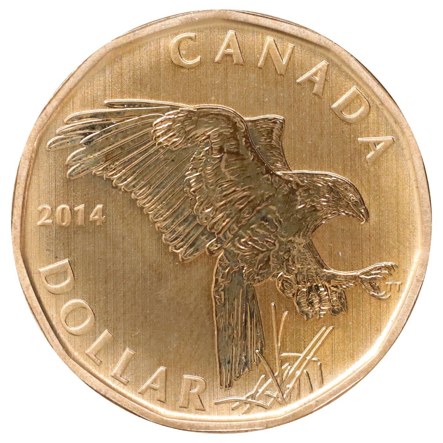 2014 Canada Ferruginous Hawk Dollar Specimen (Scratched, marks, or impaired)