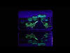RDC 2024 $20 Canada's Unexplained Phenomena: The Langenburg Event (No Tax) impaired
